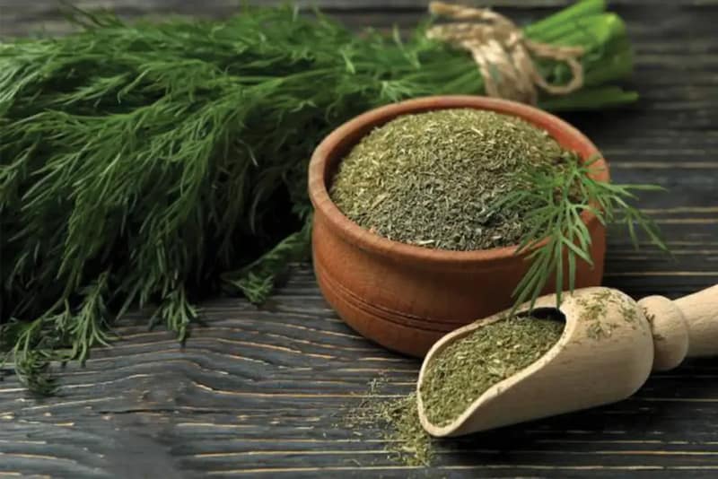 شوید خشک تمیز مرغوب مناسب صنایع غذایی